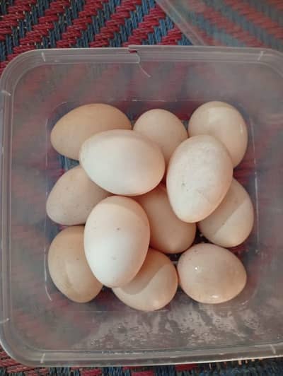 eggs 