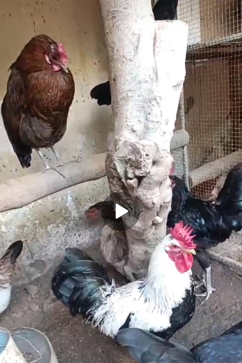 eggs  1