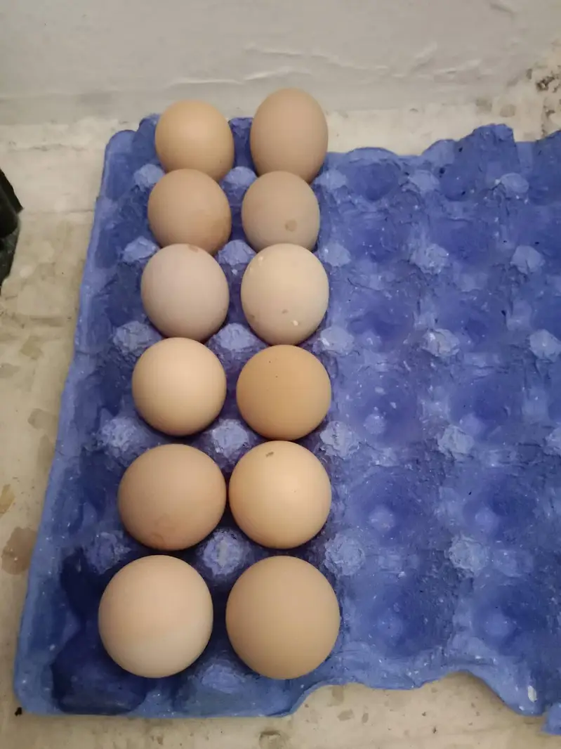 eggs  — photo 3