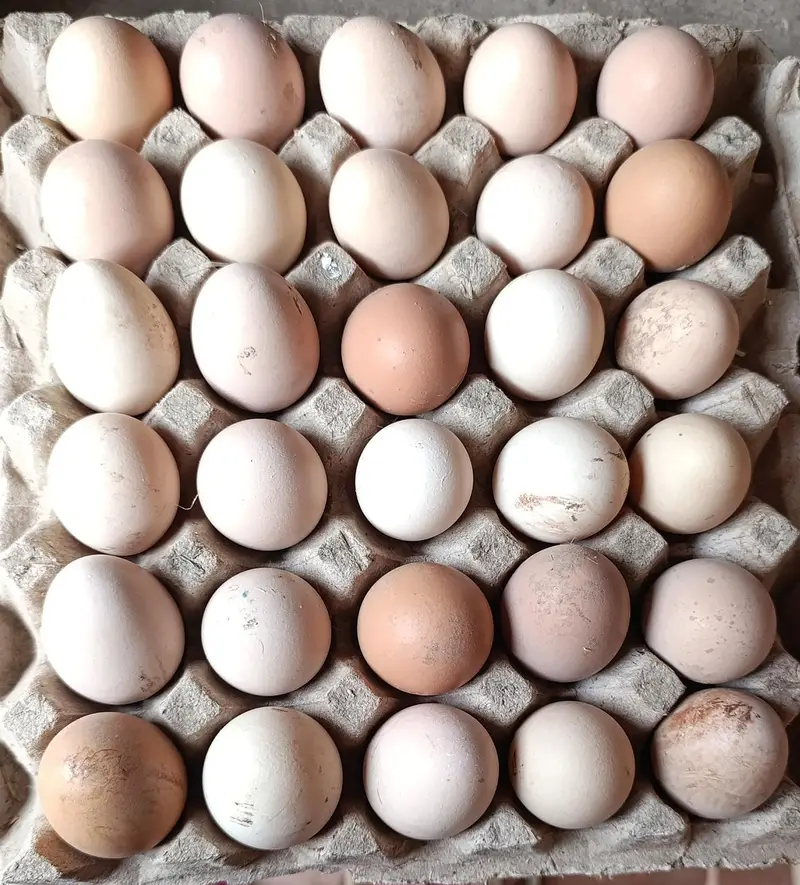 eggs  — photo 4