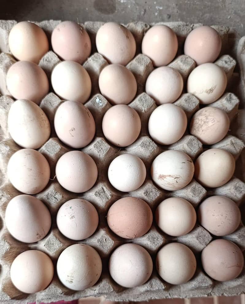 eggs  4