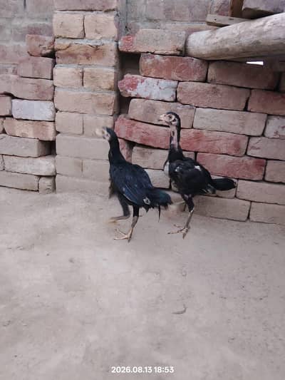 aaaaa