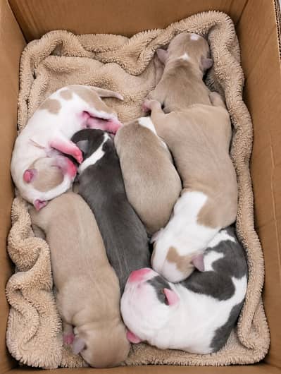 Pitbull puppies available