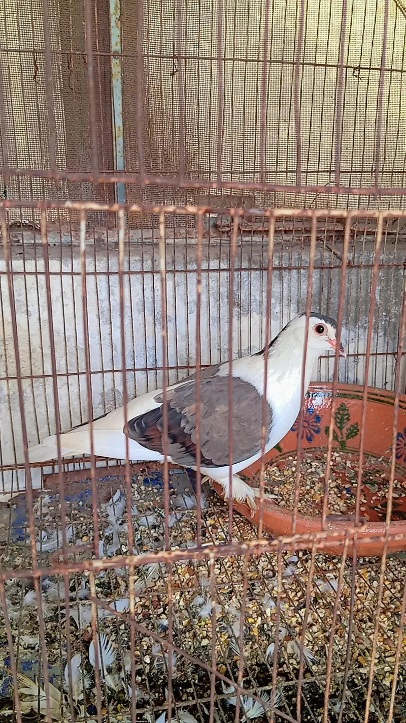 bilkul breader pair hai aj kal me eggs b deny waly hai ghr ki bread ha — photo 2