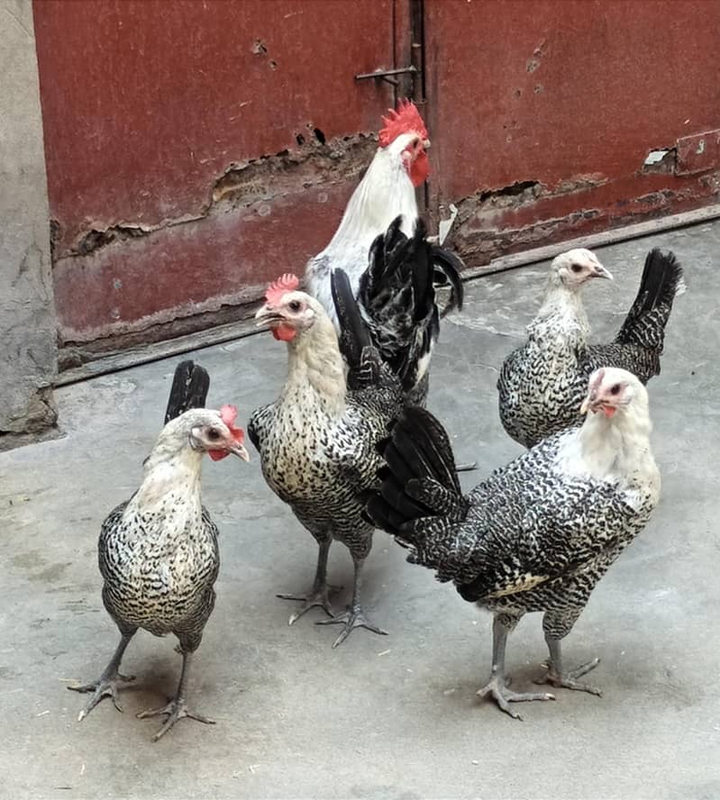 fiome misri 2