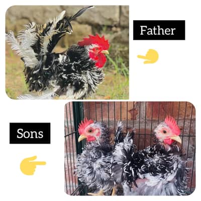 Japanese Bantam Frizzle Black Mottled
