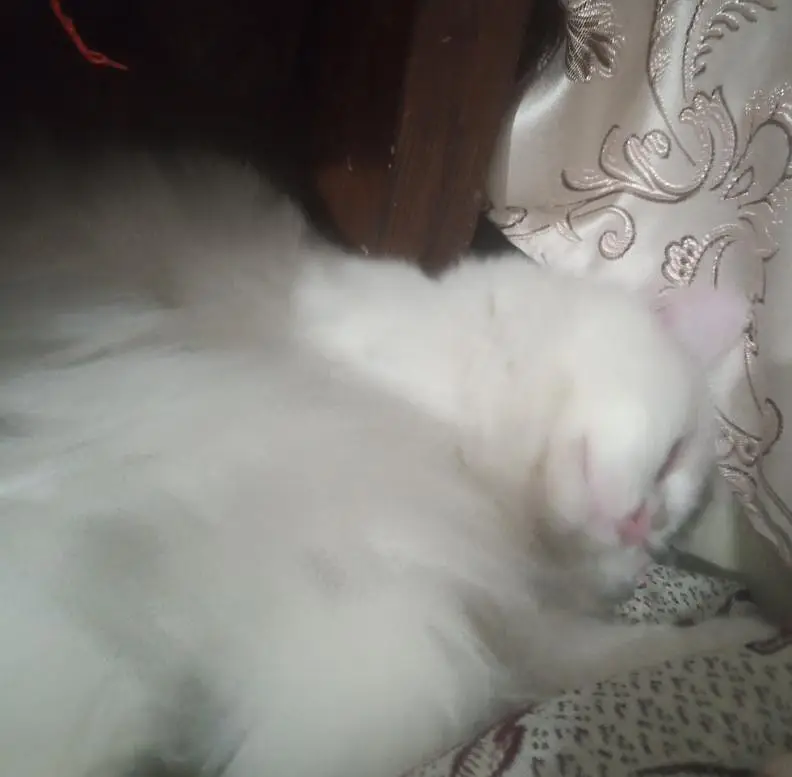 persian (triple coated) — photo 2
