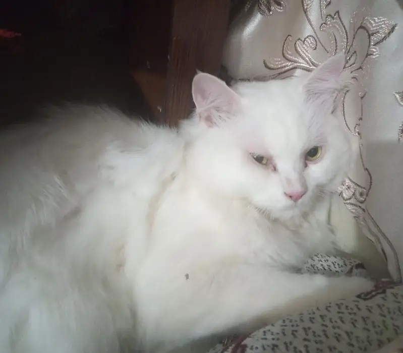 persian (triple coated) — photo 3