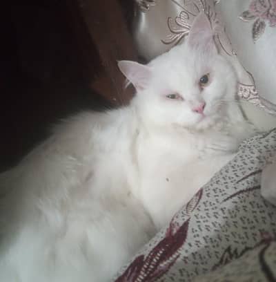 persian (triple coated)