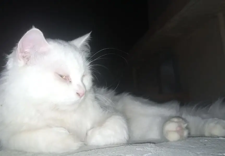 persian (triple coated) — photo 4