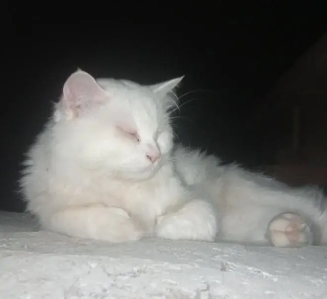 persian (triple coated) — photo 5
