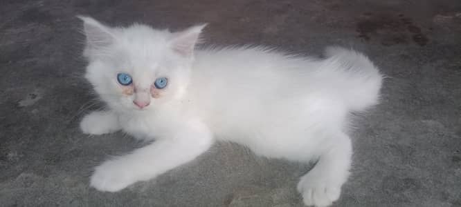 Persian cats for sale