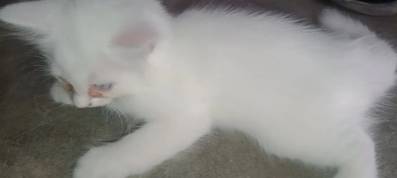 Persian cats for sale — photo 2