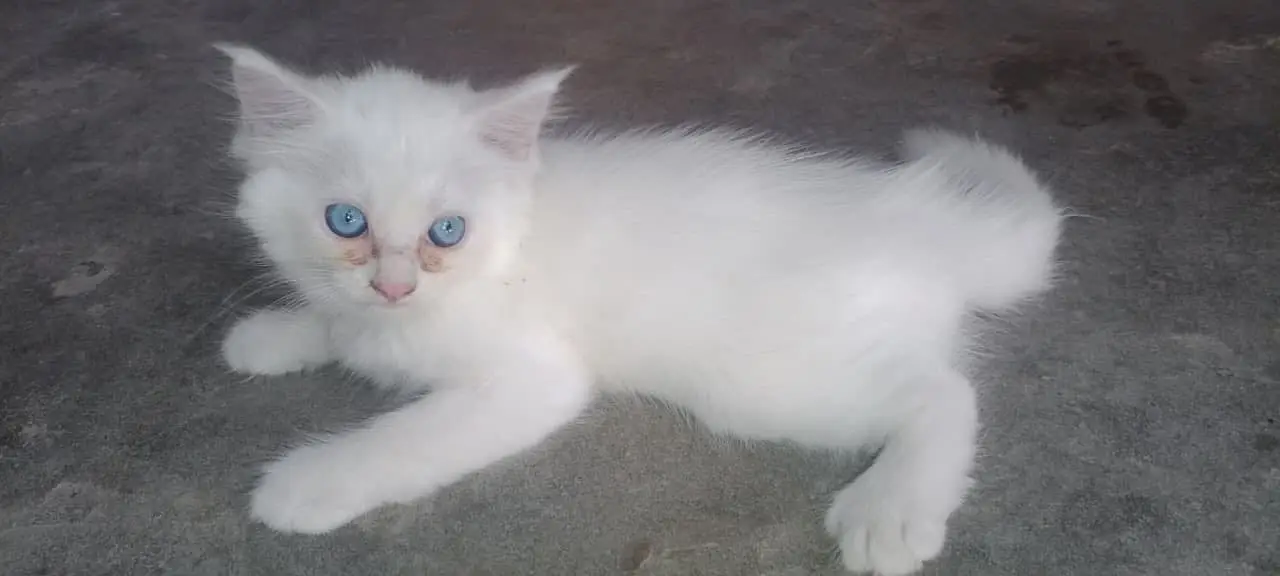 Persian cats for sale — photo 3