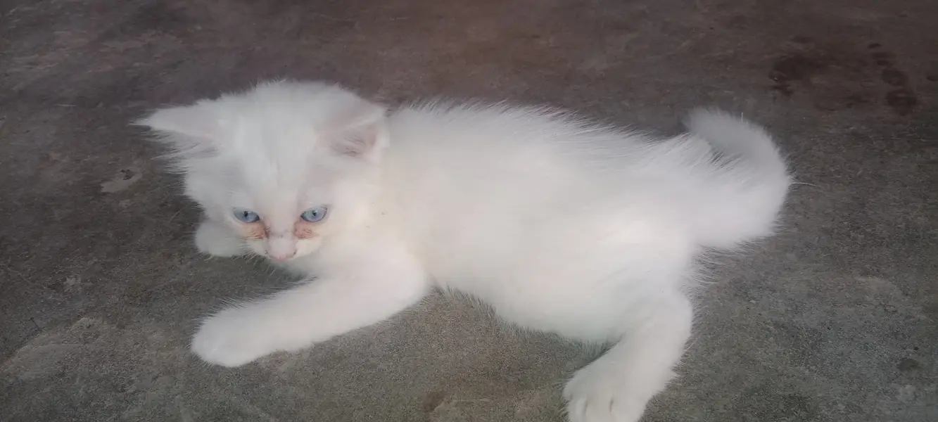 Persian cats for sale — photo 4