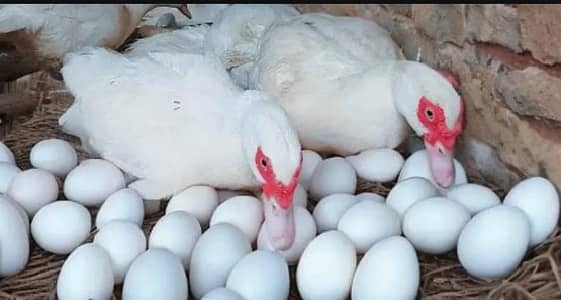 long neck Duck. Muscovy ducks
