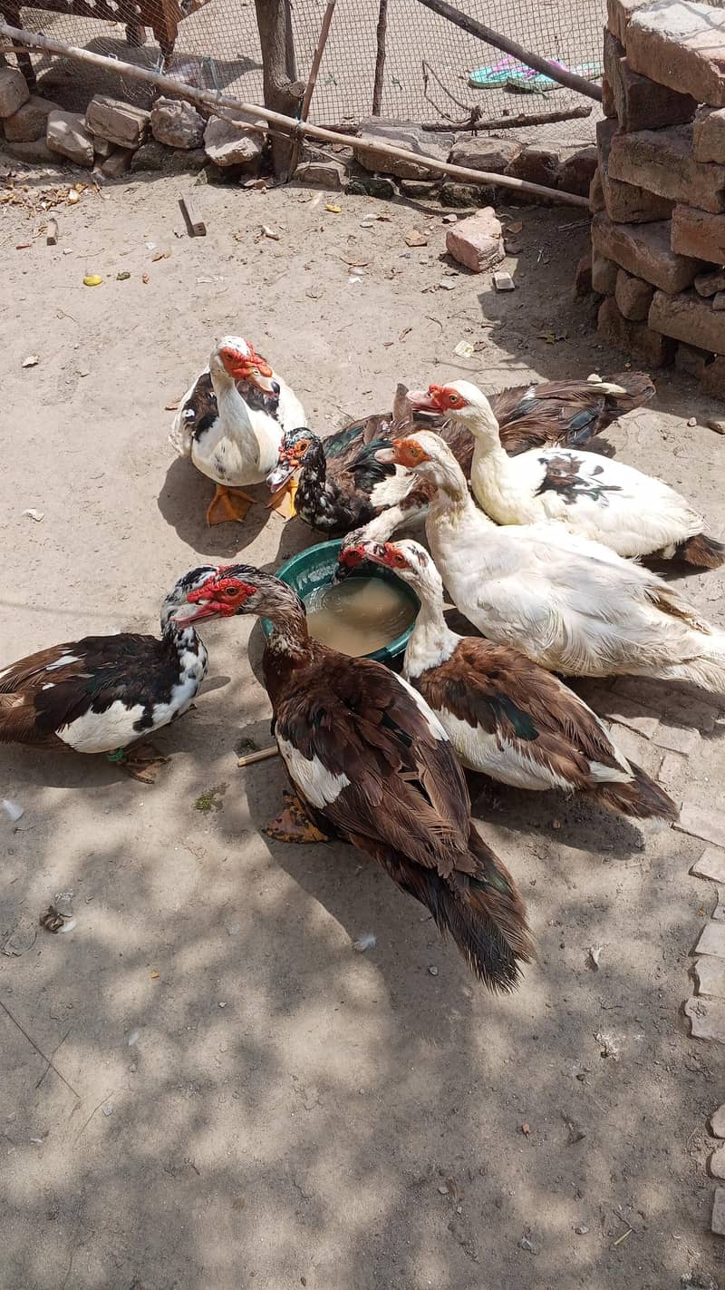 long neck Duck. Muscovy ducks 1