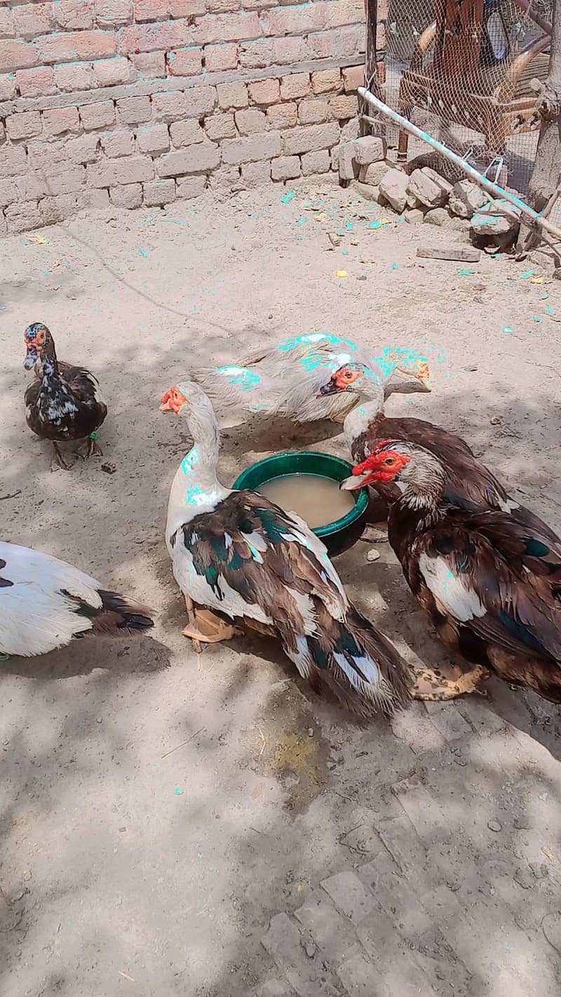 long neck Duck. Muscovy ducks 2