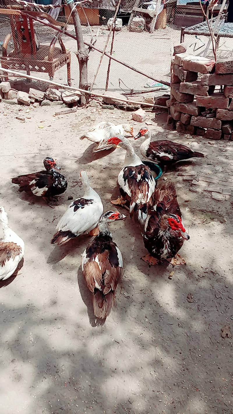 long neck Duck. Muscovy ducks 3