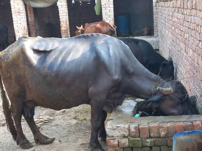 Buffalo for sale