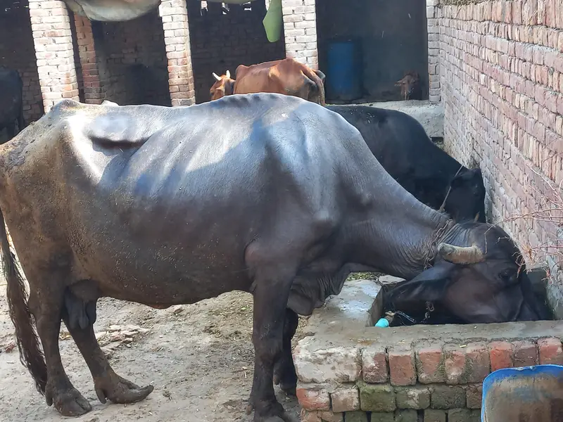 Buffalo for sale — photo 3