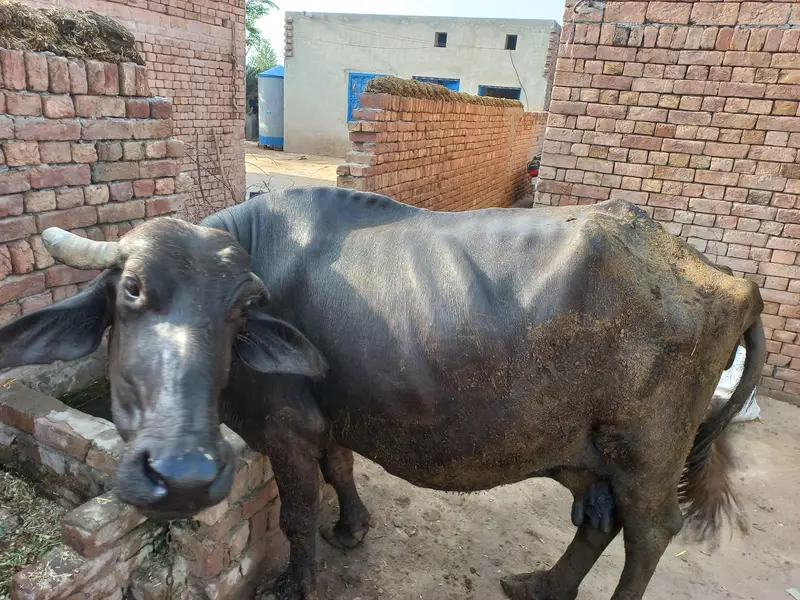 Buffalo for sale — photo 4