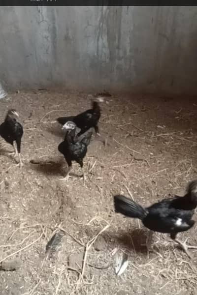 aseel fred koti thai cross chicks for sale