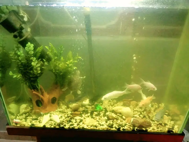 Complete Aquarium setup with stand, fish, Light & fishes — photo 2
