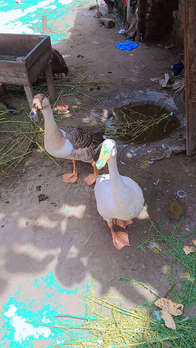 long neck Duck. Muscovy ducks 5