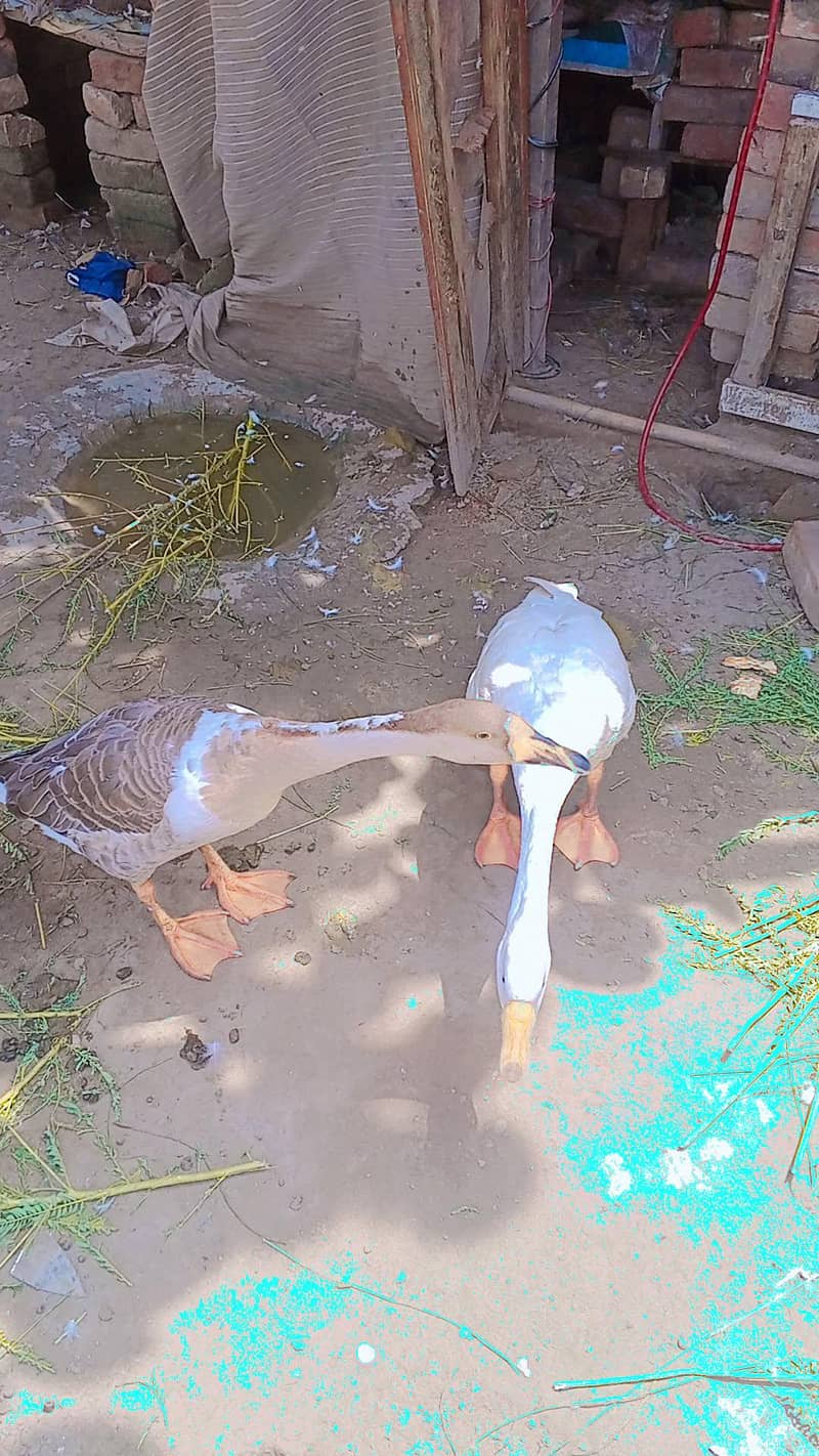 long neck Duck. Muscovy ducks 6