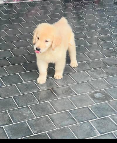 golden retriever