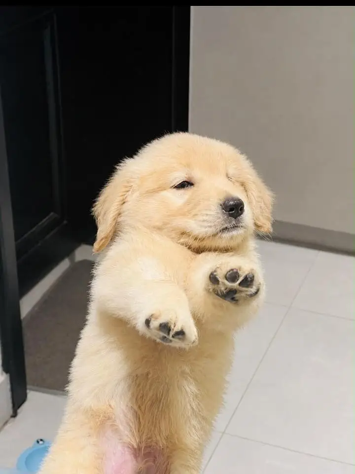 golden retriever — photo 2