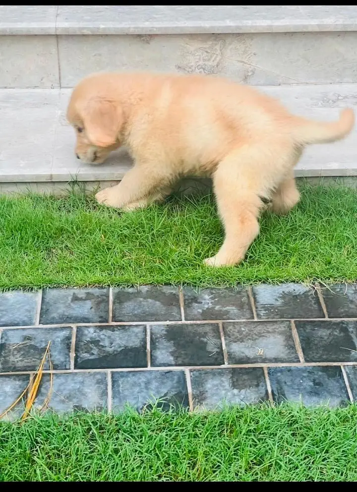golden retriever — photo 3