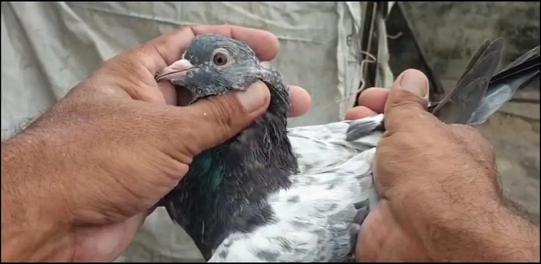 0336-4206067سلیٹی کمگر ٹیڈی گولڈن بچے — photo 2