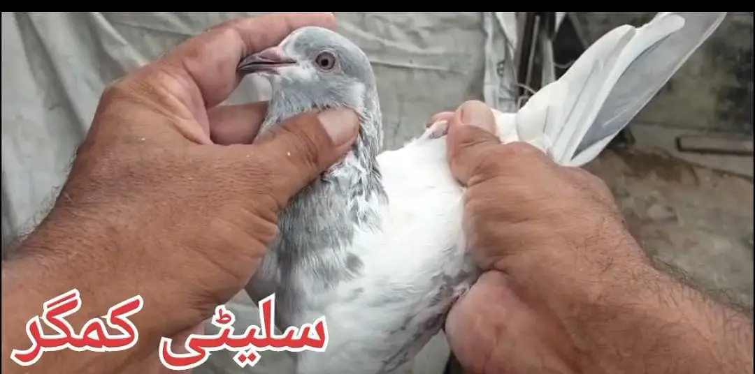 0336-4206067سلیٹی کمگر ٹیڈی گولڈن بچے — photo 5