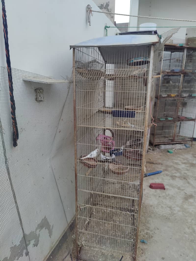 5 portion cage 3