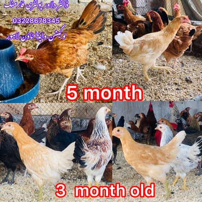 DESI | GOLDEN | Misri | PATHI | Chicks| Chuza|MURGI|Egg laying Hen