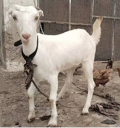 white Barbari patt 8 months old