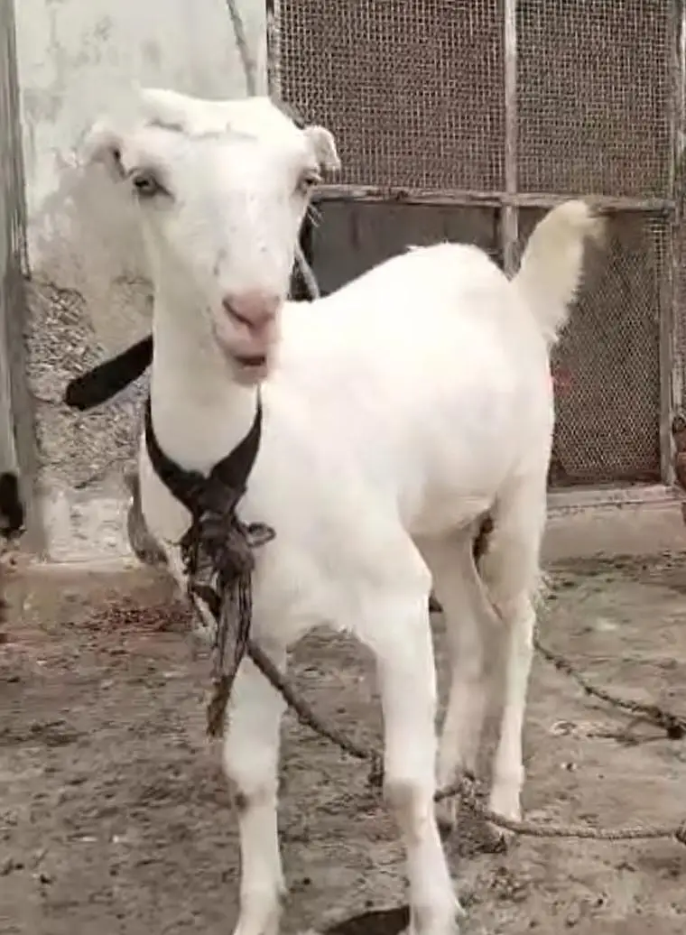 white Barbari patt 8 months old — photo 3