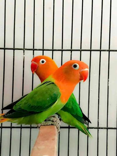 Australian or and love bird number/0370/6014/183/