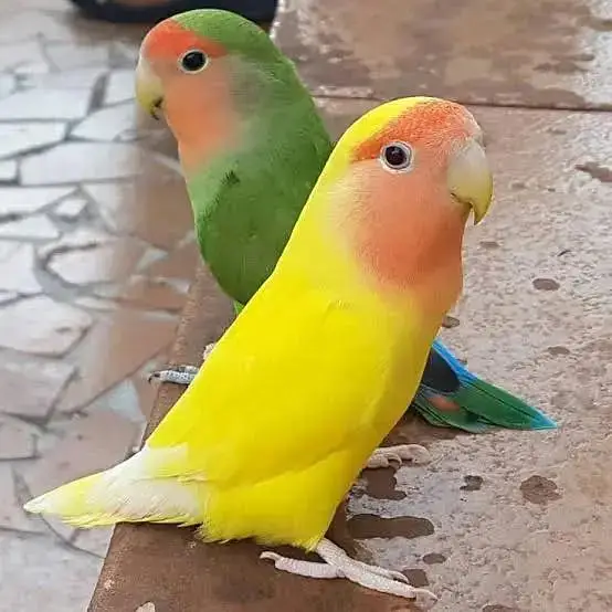 Australian or and love bird number/0370/6014/183/ — photo 2