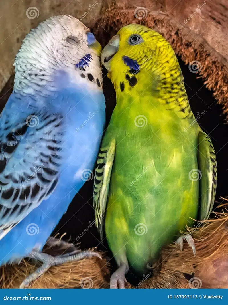 Australian or and love bird number/0370/6014/183/ — photo 4