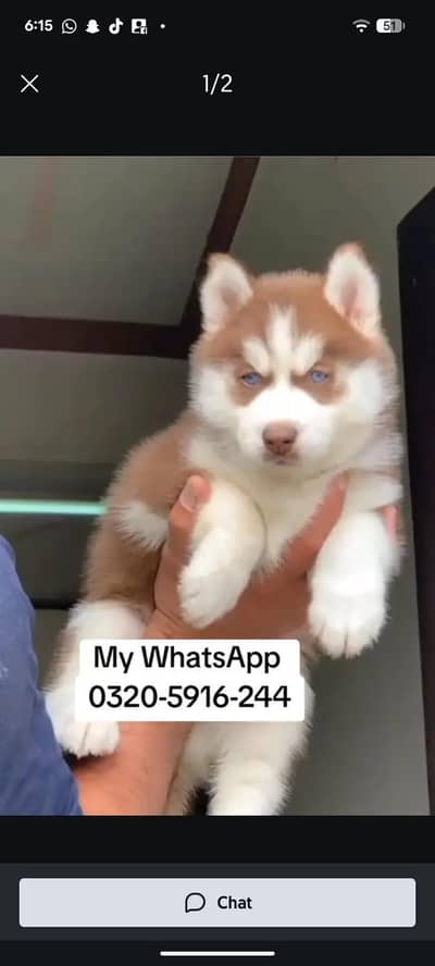 Siberian Husky  for sale