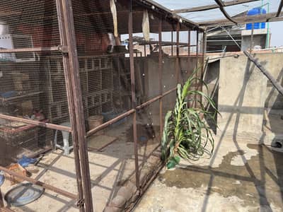 Shed by birds  colony caage