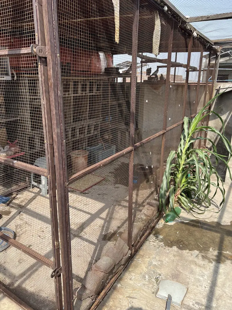 Shed by birds  colony caage — photo 2