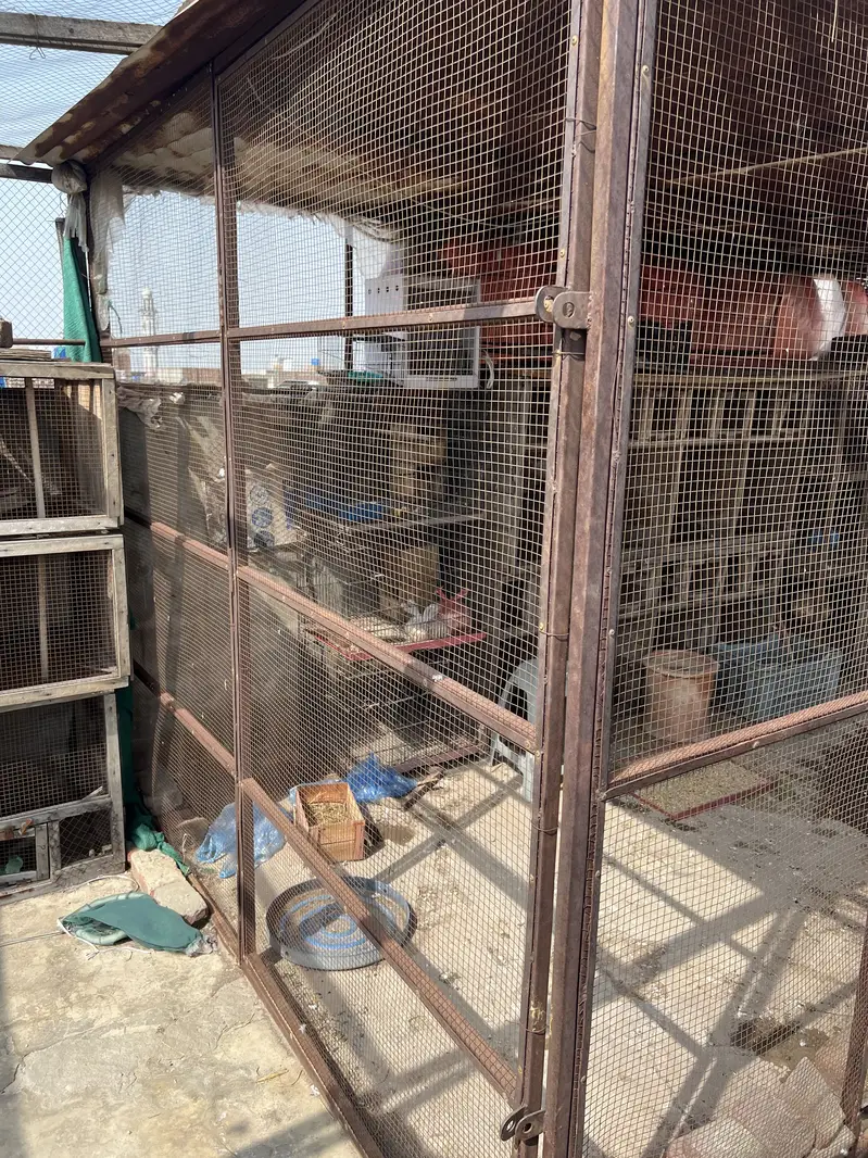 Shed by birds  colony caage — photo 4