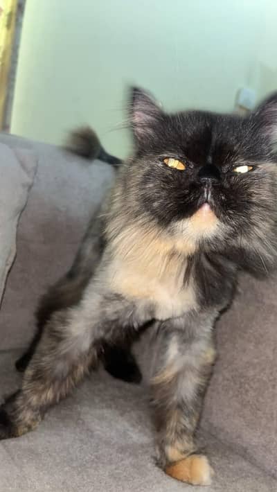 punch face female cat