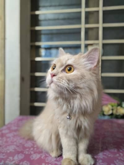 Persian triple coat cat with 2 kittens