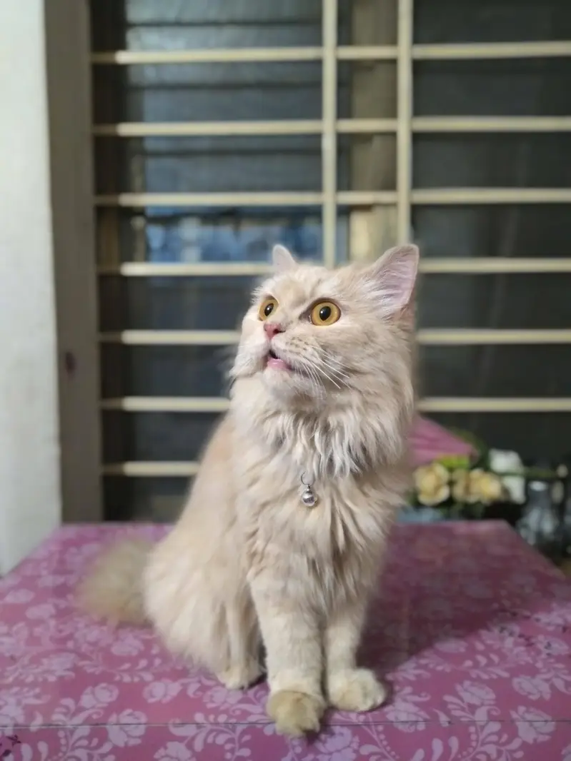 Persian triple coat cat with 2 kittens — photo 2