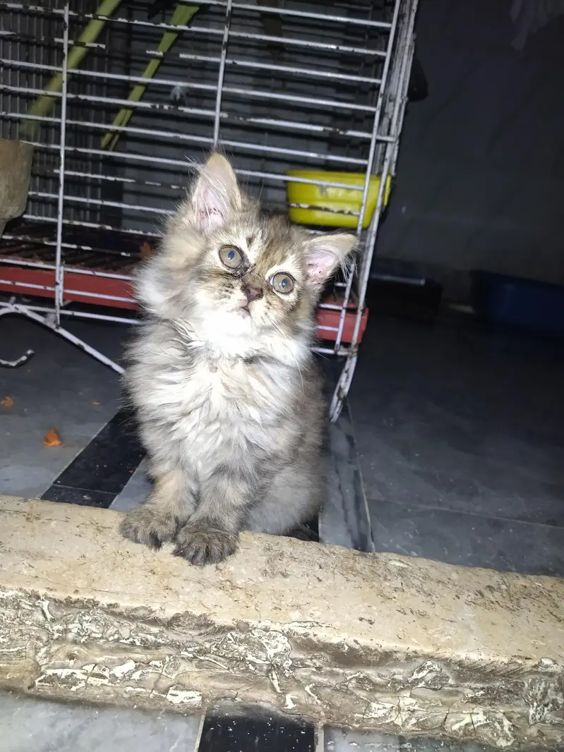 Persian triple coat cat with 2 kittens — photo 3